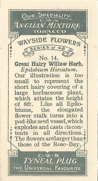 CWS Wayside Flowers 1928