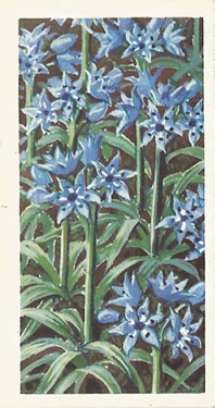 Vernal Squill: Scilla verna. Cigarette Card. Brooke Bond Wild Flowers, Series 2, 1959