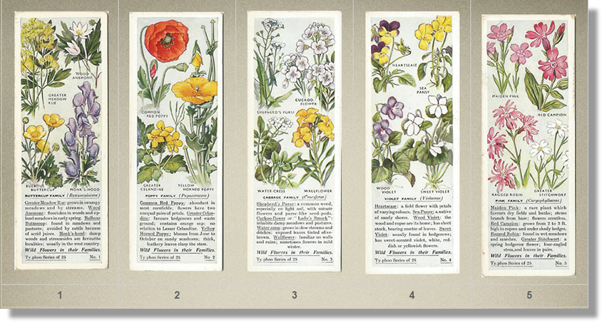 Tea Cards, Typhoo Tea,  Wild Flowers in their Families 1936