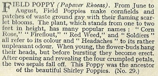 Will's Wild Flowers 1936