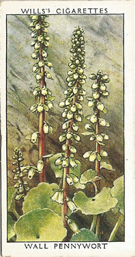 Wall Pennywort. Navelwort. Picture. Cigarette Card. Will's Wild Flowers, 2nd Series, 1937
