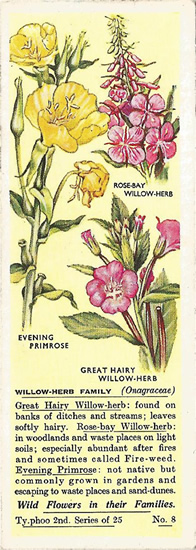 Willowherb Family, Picture, Tea Card, Typhoo Wild Flowers in their Families 1937