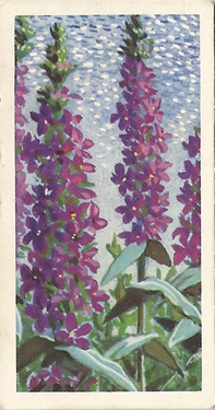 Purple Loosestrife. Lythrum salicaria. Picture. Cigarette Card. Brooke Bond Wild Flowers 1959