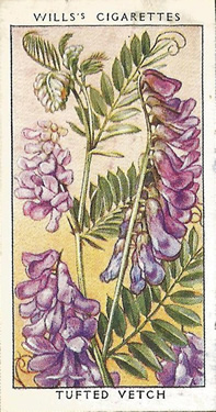 Tufted Vetch: Vicia cracca. Picture. Cigarette Card. W.D. & H.O. Will's Wild Flowers 1936