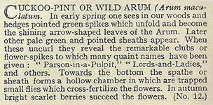 Will's Wild Flowers 1936
