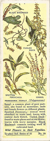 Persicaria: Polygonaceae. Docks. Tea Card. Typhoo Wild Flowers in their Families 1937