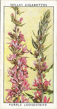 Purple Loosestrife. Lythrum salicaria. Picture. Cigarette Card. Will's Wild Flowers 1937