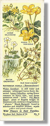Tea Cards, Typhoo Tea,  Wild Flowers in their Families, 2nd Series, 1937