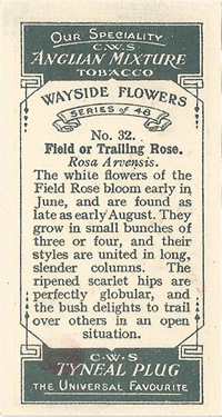 CWS Wayside Flowers 1928
