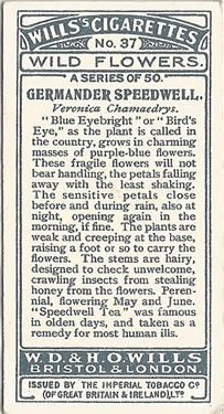 Will's Wild Flowers 1923