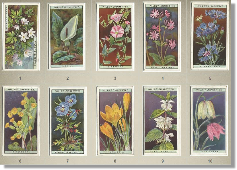 Cigarette Cards, W.D. & H.O. Wills, Wild Flowers 1923