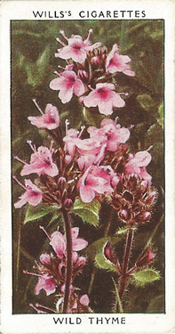 Wild Thyme: Thymus polytrichus. Cigarette Card. W.D. & H.O. Will's 'Wild Flowers' 1937