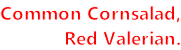 Common Cornsalad, Red Valerian.