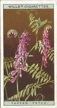 Tufted Vetch: Vicia cracca. Picture. Cigarette Card. W.D. & H.O. Will's Wild Flowers 1923