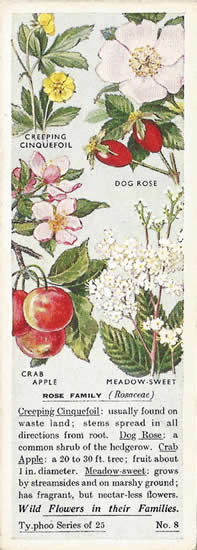 Rose Family, Picuture, Tea Card, Typhoo Wild Flowers in their Families 1936