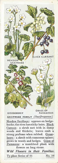 Saxifragaceae Family. Picture. Tea Card. Typhoo Wild Flowers in their Families 1936