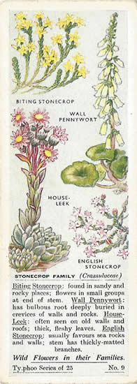 Stonecrop Family. Picture. Tea Card. Typhoo Wild Flowers in their Families 1936