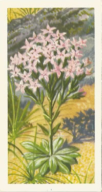 Common Centaury: Centaurium erythraea. Tea Card. Brooke Bond 'Wild Flowers' 1959