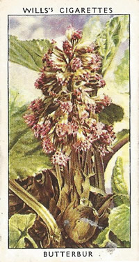 Butterbur, Cigarette Card, W.D. & H.O. Wills, Wild Flowers, 2nd Series, 1937