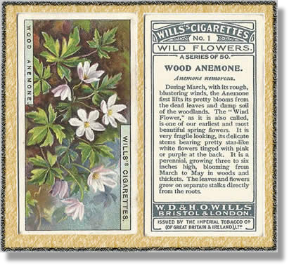 Cigarette Cards, W.D. & H.O. Wills, Wild Flowers 1923