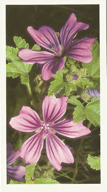 Common Mallow, Malva sylvestris. Picture. Cigarette Card. Players Grandee Britain's Wild Flowers 1986
