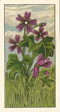 Common Mallow, Malva sylvestis. Picture. Tea Card. Ty-Phoo Wild Flowers 1961