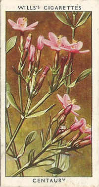 Common Centaury: Centaurium erythraea. Cigarette Card. W.D. & H.O. Will's 'Wild Flowers' 1937