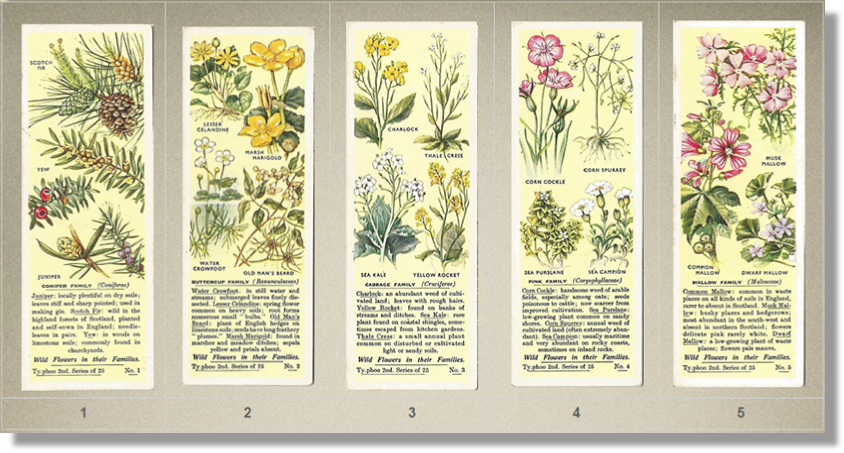 Tea Cards, Typhoo Tea,  Wild Flowers in their Families, 2nd Series, 1937