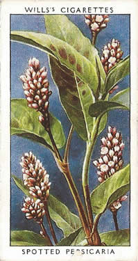 Redshank: Persicaria maculosa. Picture. Cigarette Card. W.D. & H.O. Will's 'Wild Flowers' 2nd Series 1937