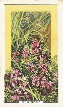 Wild Thyme: Thymus polytrichus. Cigarette Card. Gallaher 'Wild Flowers' 1939