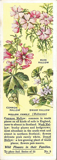 Mallow, MALVACEAE. Picture. Tea Card. Typhoo Wild Flowers in their Families 1937