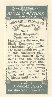 Common Knapweed
