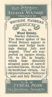 CWS Wayside Flowers 1928