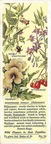 Nightshade Family. Picture. Tea Card. Typhoo Wild Flowers in their Families 1937