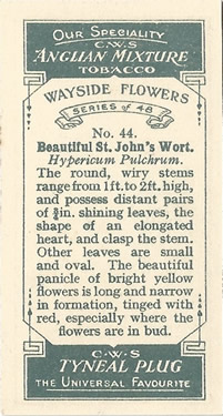 CWS Wayside Flowers 1928