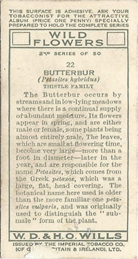 Butterbur, Cigarette Card, W.D. & H.O. Wills, Wild Flowers, 2nd Series, 1937