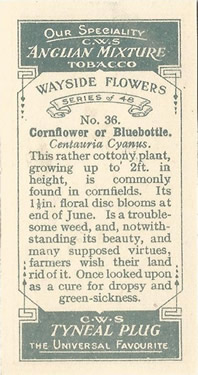 Cornflower