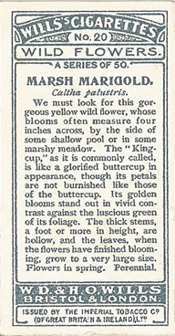 Marsh Marigold
