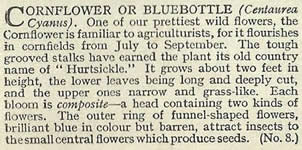 Typhoo Wild Flowers in their Families 1936