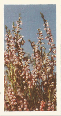 Heather: Calluna vulgaris. Tea Card. Brooke Bond  'Wild Flowers' 1955