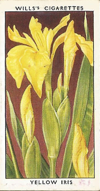 Yellow Iris. Iris pseudacorus. Picture. Cigarette Card. W.D. & H.O. Will's Wild Flowers 1937