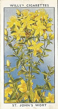 Perforate St John's-wort: Hypericum perforatum. Cigarette Card. W.D. & H.O. Will's Wild Flowers 1936