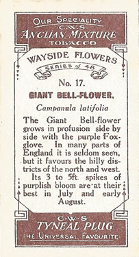 CWS Wayside Flowers 1923