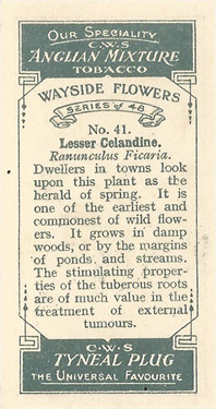 CWS Wayside Flowers 1928