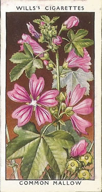 Common Mallow. Picture. Cigarette Card. Will's Wild Flowers 1936