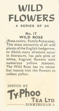 0840403 Common Evening-primrose