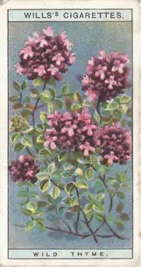 Wild Thyme: Thymus polytrichus. Cigarette Card. W.D. & H.O. Will's 'Wild Flowers' 1923