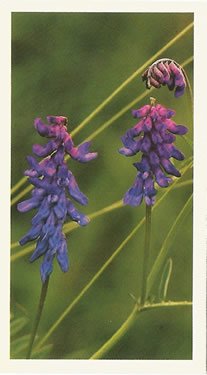 Tufted Vetch: Vicia cracca. Cigarette Card. Players Grandee Britain's Wild Flowers 1986