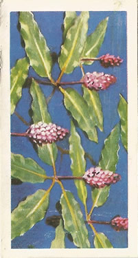 Amphibious Bistort: Persicaria amphibia. Tea Card. Brooke Bond Wild Flowers 1959
