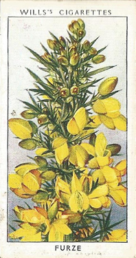 Furze: Ulex europaeus. Cigarette Card. W.D. & H.O. Will's 'Wild Flowers' 1936